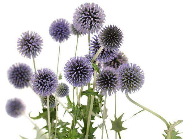 Echinops als Deel vum Hondro Sol Valgus Bam